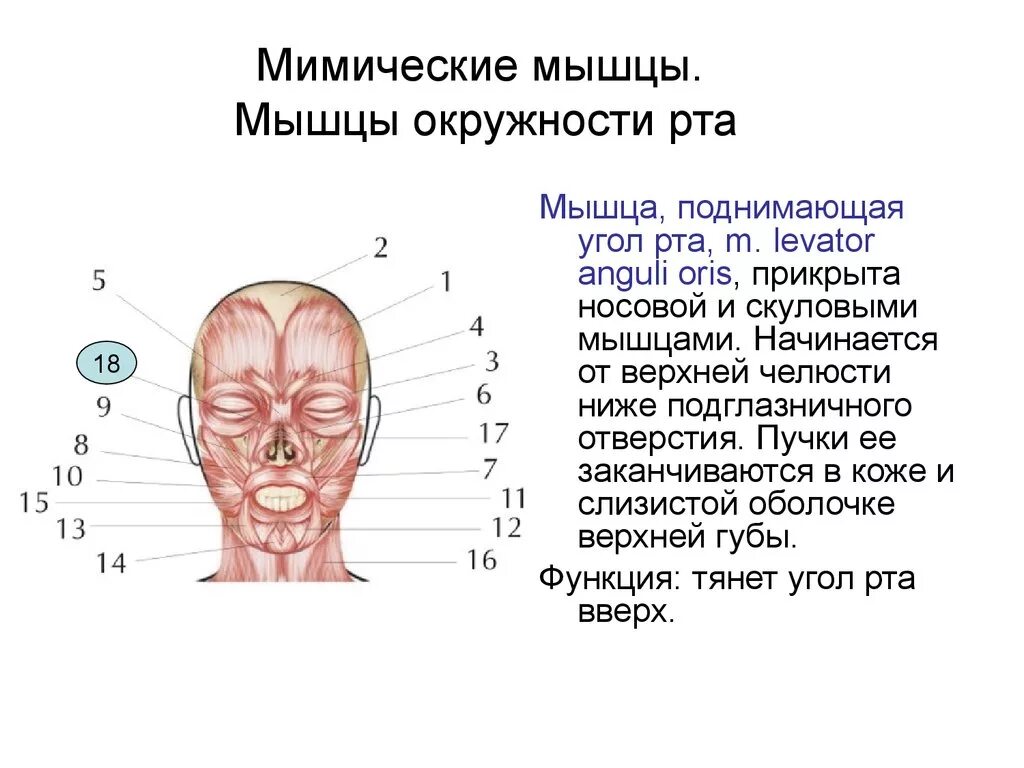 Поднимающая угол рта. Мышца, поднимающая угол рта m. levator Anguli Oris. Мышца подгимающая угол РТП. Мышца поднимающая угол рата.