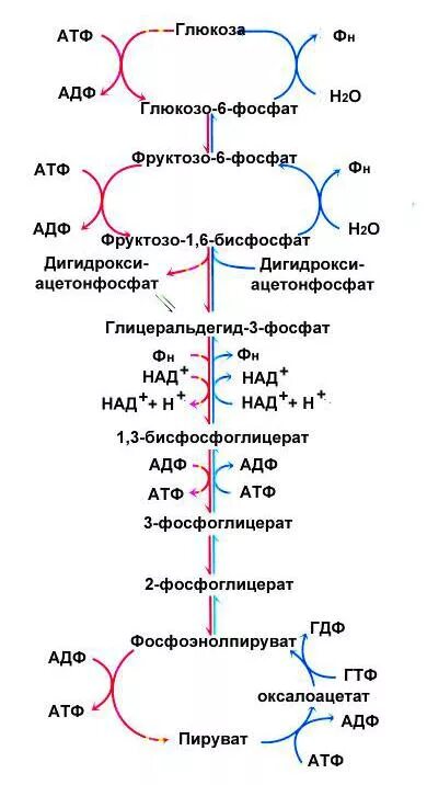 Регуляторные ферменты гликолиза и глюконеогенеза в печени таблица. Синтез Глюкозы из пирувата реакции. Схема синтеза Глюкозы из пирувата. Схема глюконеогенеза биохимия. Синтез глюконеогенеза