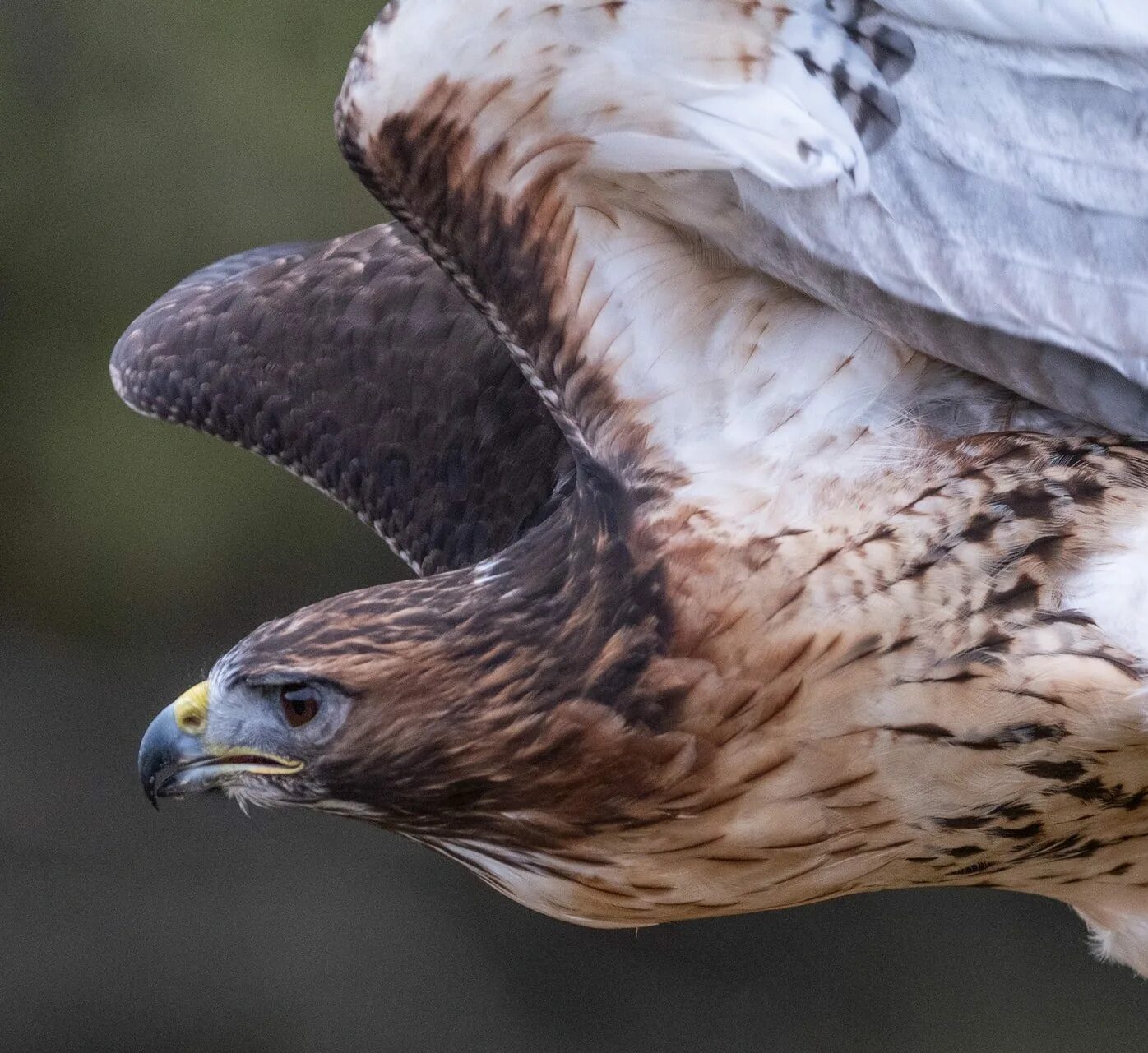 Us wildlife. Лунь канюк тетеревятник. Краснохвостый ястреб. Гудзонский ястреб птица. Ястреб фото.