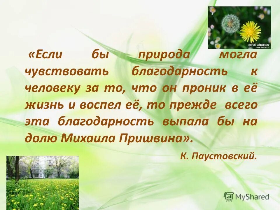 Презентация Пришвина золотой луг. Пришвин золотой луг презентация 2 класс. Золотой луг пришвин одуванчик. Золотой луг распечатать текст