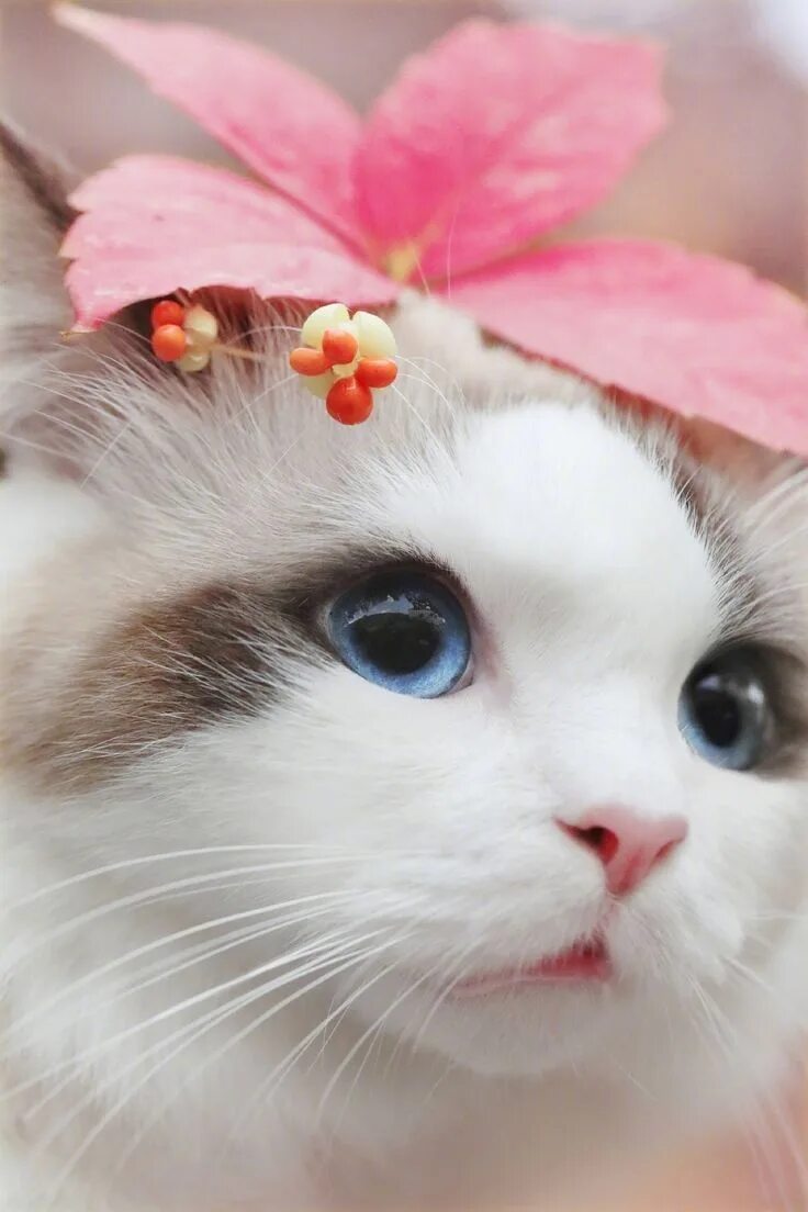 Какие нибудь кошечки. Милые котики. милый кот. милая кошка. милые кошечки.
