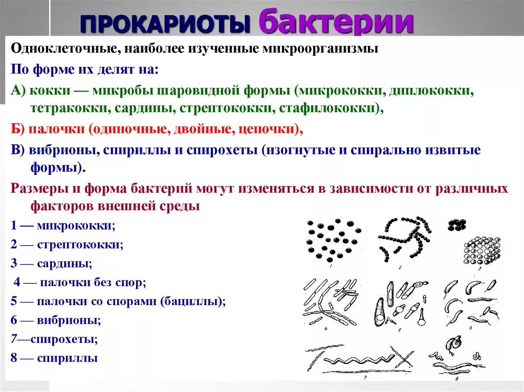 Бактерии прокариоты признаки. Классификация бактерий кокки. Строение прокариот микробиология. Микроорганизмы кокки, палочки, извитые формы. Формы бактерий прокариот.