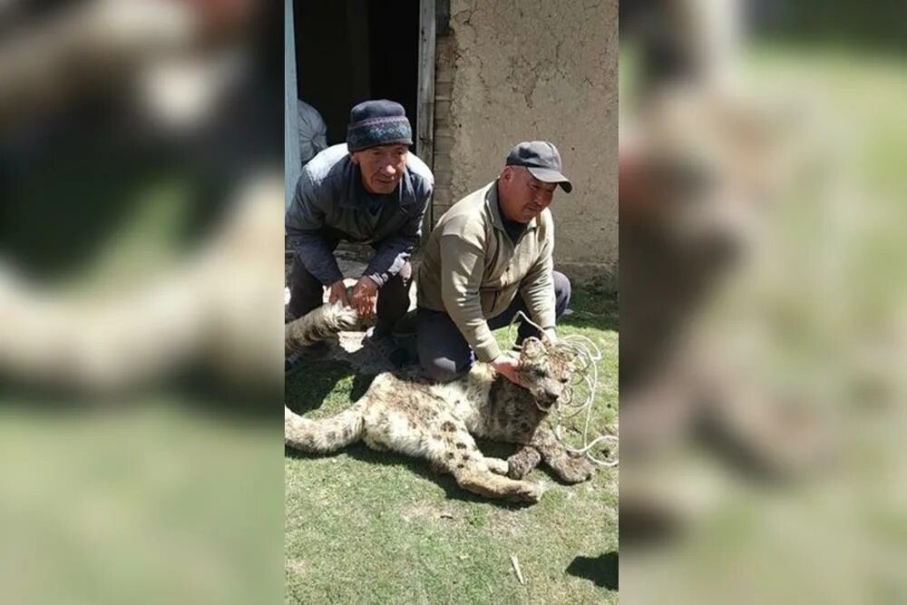 Нападение хищного города. Хищники Киргизии. Нападение Барса на человека. И хищники есть в Кыргызстане. Фото нападение хищных на домашний скот.