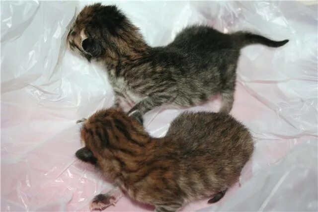 Кошка через неделю после родов. Новорожденные котята. Недельные котята. Котята 1 неделя.
