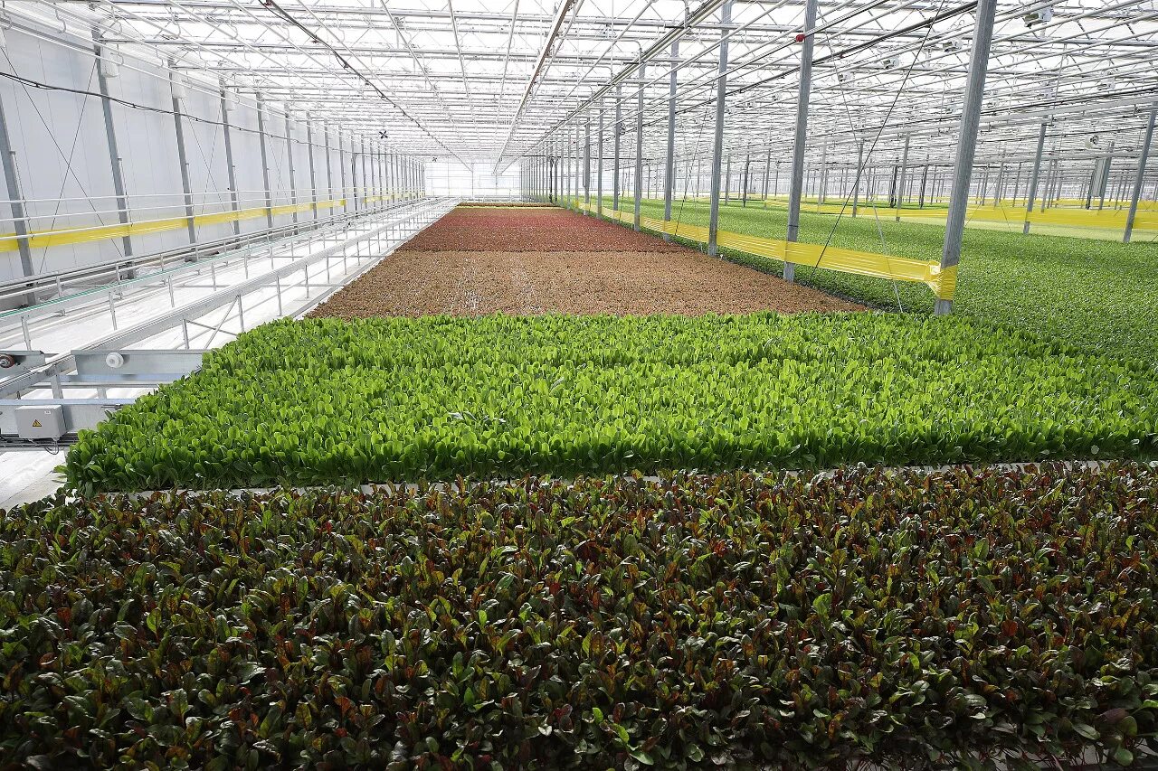 тепличный комплекс в предгорном округе. солдато-александровское ставропольский тепличный комплекс. долина солнца тепличный комплекс. тепличный комплекс долина солнца в предгорном районе ставрополья. вкус ставрополья кисловодск клубника.