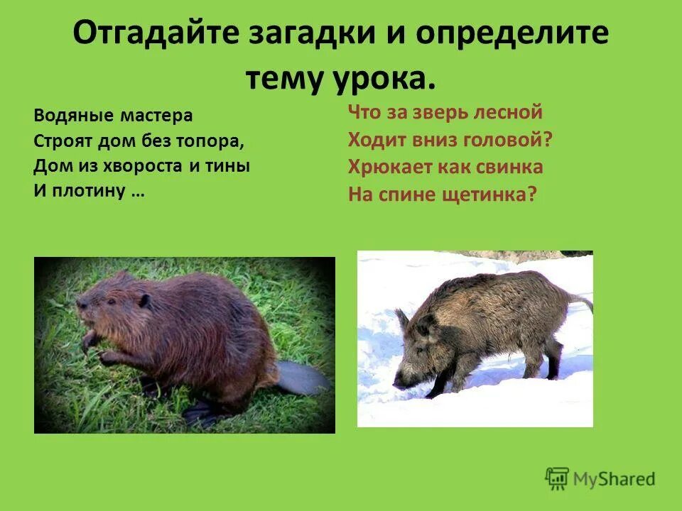 Водяные мастера строят без топора. Водяные мастера строят дом без топора. Водяные мастера строят дом без топора отгадка. Водяные мастера строят без топора. Водяные мастера строят дом без топора ответ на загадку.