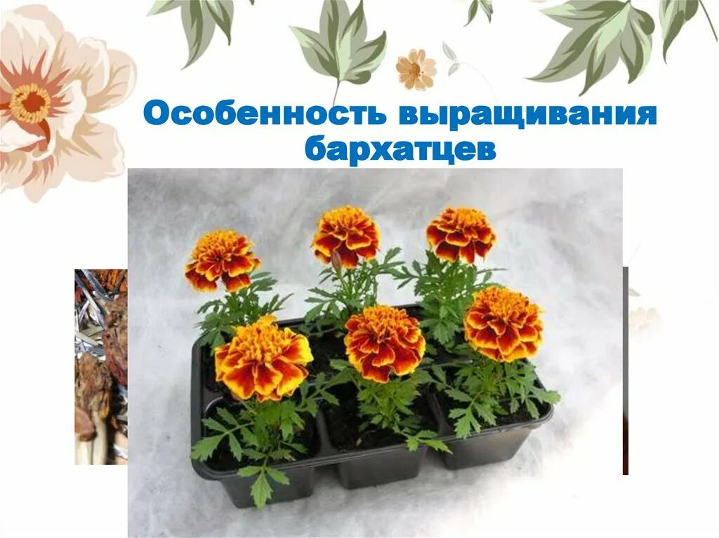 Бархатцы значение цветка. Схема посадки бархатцев. наблюдение за рассадой бархатцы. бархатцы на окне. бархатцы классификация.