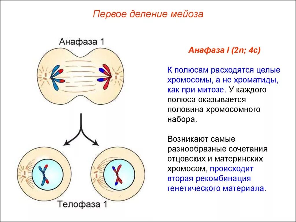 Анафаза 1 деления мейоза