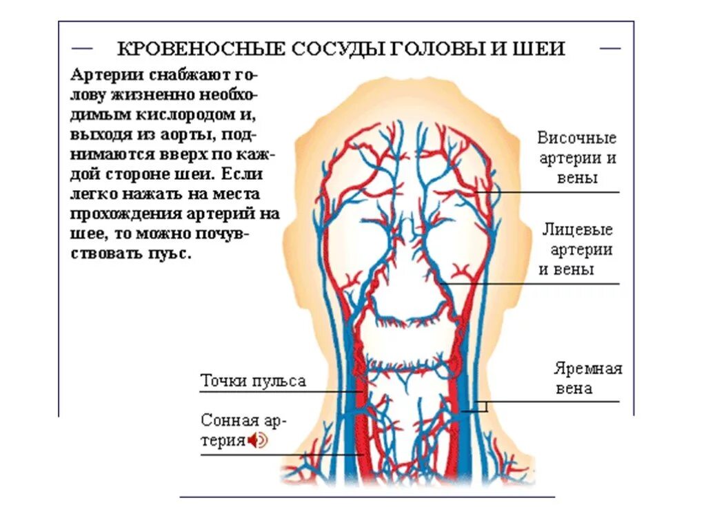 Кровеносная система головы и шеи человека. Кровеносная система головы и шеи схема. Сосуды головы и шеи анатомия схема. Кровеносные сосуды головы.