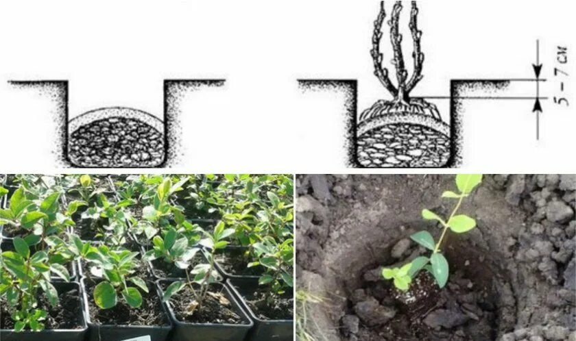 Жимолость как сажать весной в открытый грунт. Посадка жимолости корневая шейка. Схема посадка кустарников жимолости. Жимолость корневая шейка. Жимолость посадка.