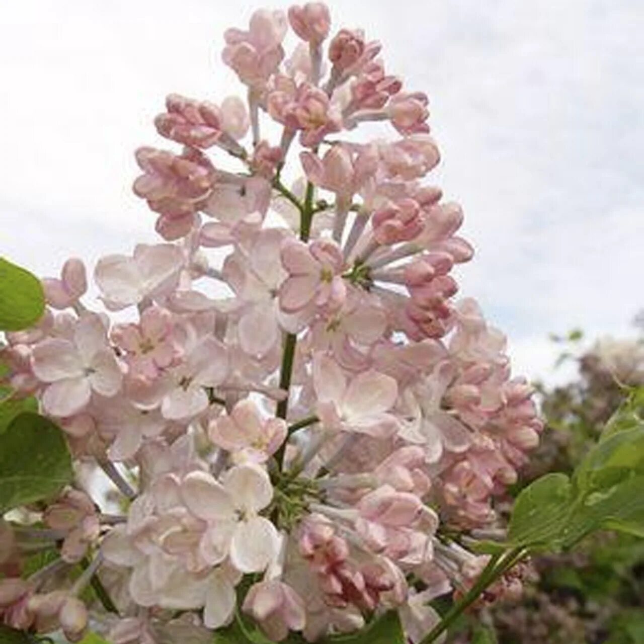 Сирень Мейденс Блаш. Сирень Maiden's blush. Сирень Гиацинтовая Мейденс Блаш. Сирень Гиацинтовая Maiden's blush. Клен сирень