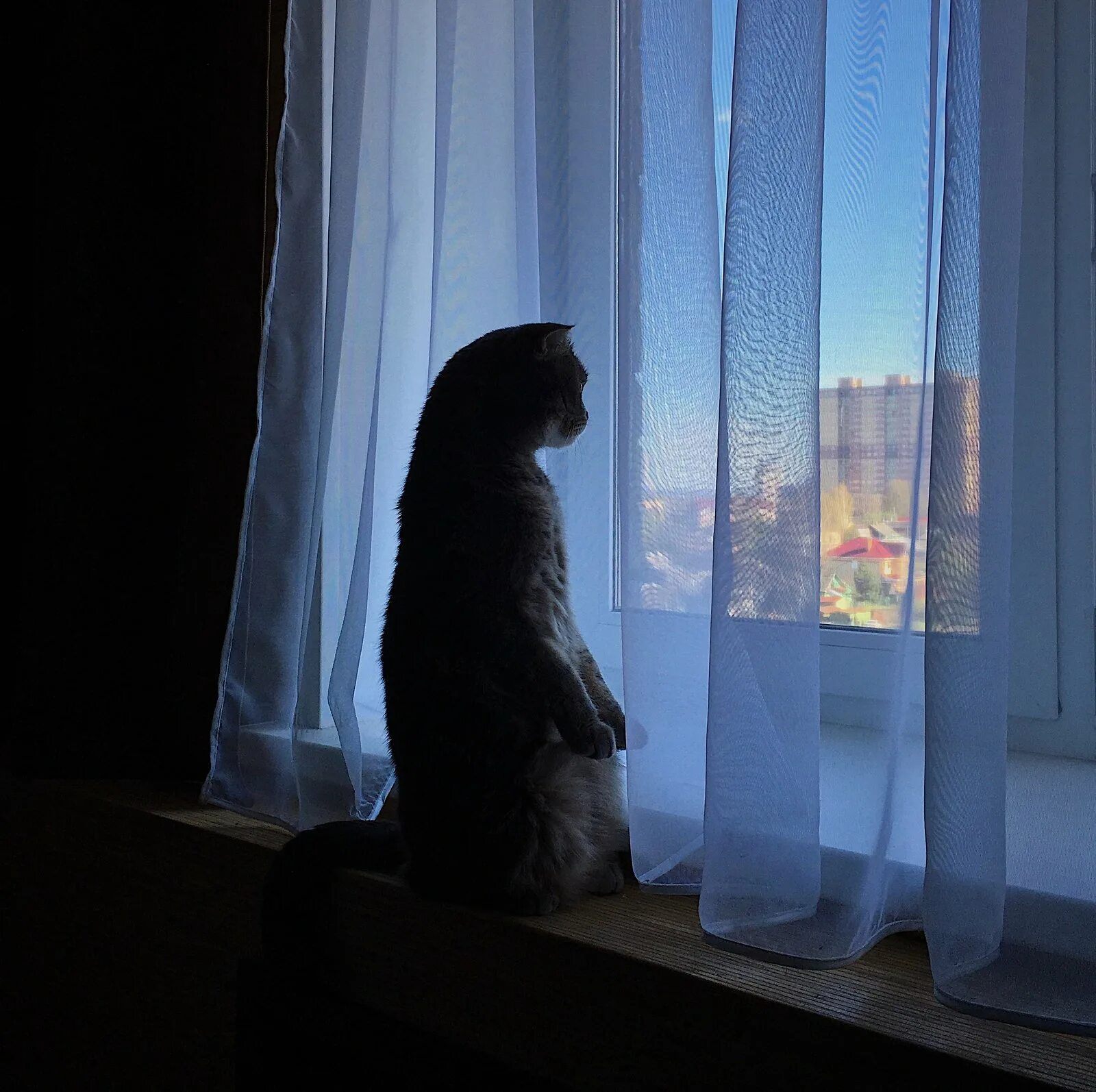 Кот открывает окно. Кошка на окне. Кошка сидит на окне. Котенок у окна. Котик ждет у окна.