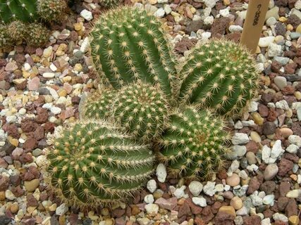 Los cactus