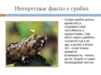 5 интересных фактов грибах