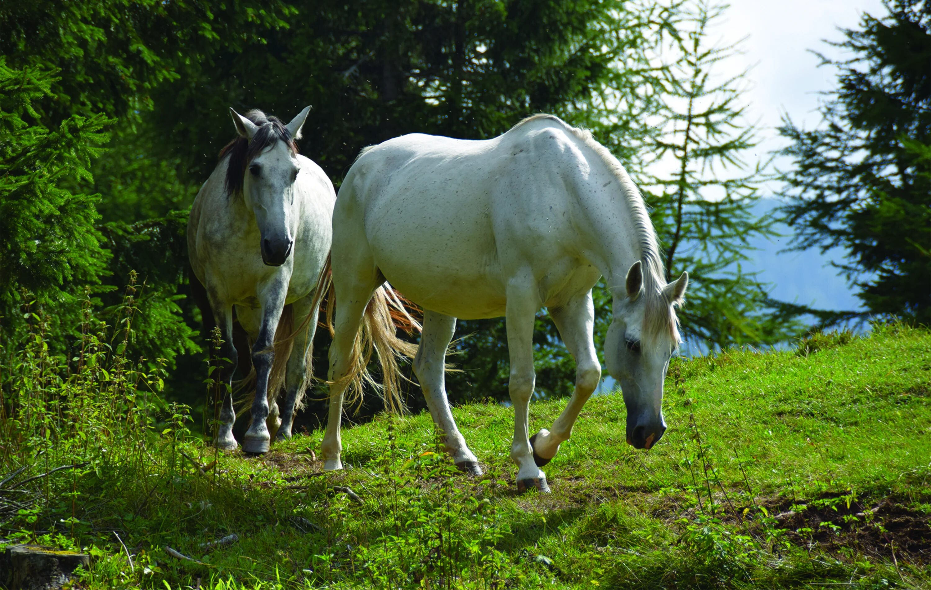 Лошади гуляют. Белая лошадь. Белая лошадь в лесу. Две лошади. Обои лошади.