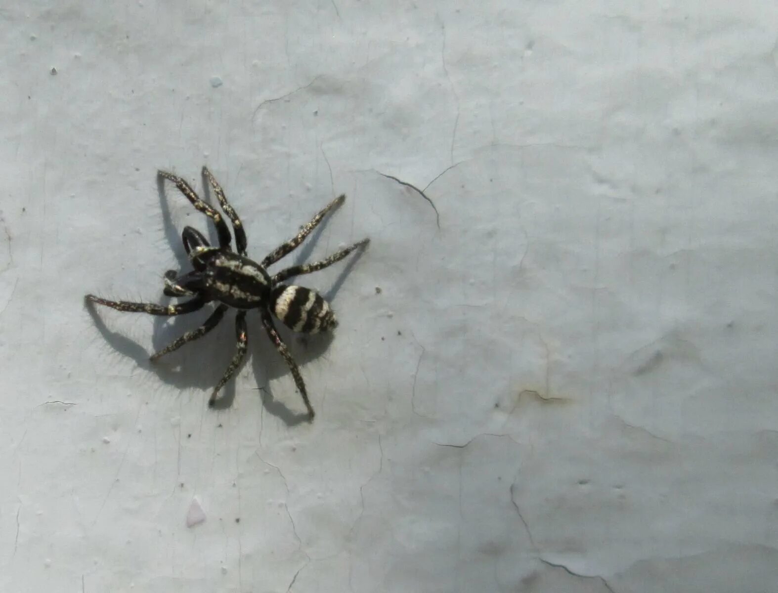 Белый домашний паук каракурт. Паук с крыльями. Черно белый паук дома. Черный арахнид паук. Черный паук с рисунком на брюшке.