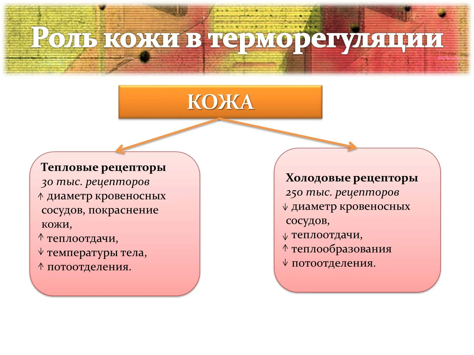 Роль кожи в процессах терморегуляции. Роль кожи в терморегуляции 8 класс биология. Роль кожи втерморегудяции. Ролькожи в терморегулиовании. Роль терморегуляции в организме