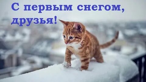 Холодно ли кошкам зимой на улице