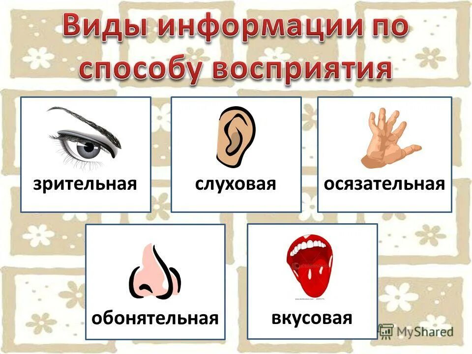 Органы тактильная информация: найдено 79 картинок