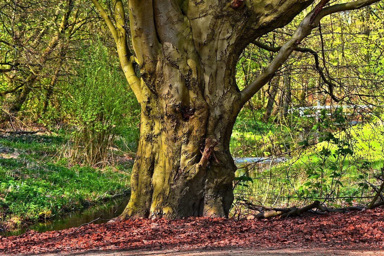 Tree trunk