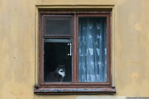 Дом на ножках кошка на окошке