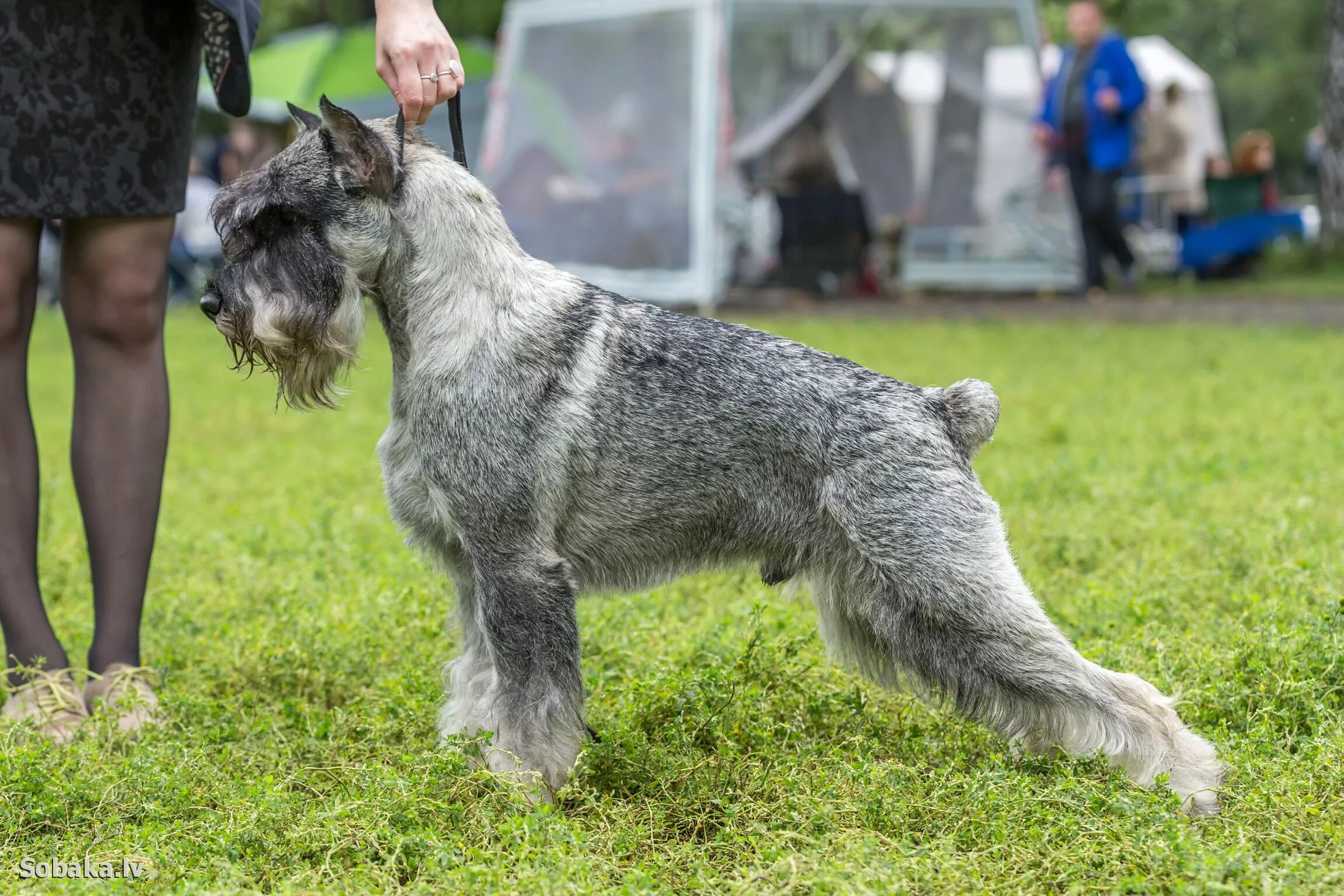 шнауцер миттельшнауцер. миттельшнауцер описание. шнауцер миттель миттельшнауцер. миттельшнауцер описание. жесткошерстный миттельшнауцер.