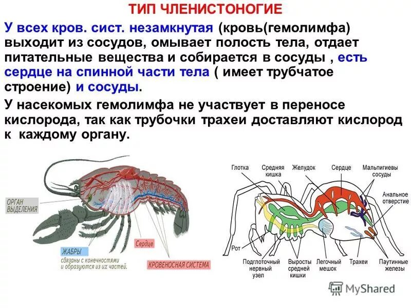 Незамкнутая кровеносная система у членистоногих. Строение сердца членистоногих. Кровеносная система членистоногих ракообразные. Тип Членистоногие кровеносная система строение. Кровообращение червей