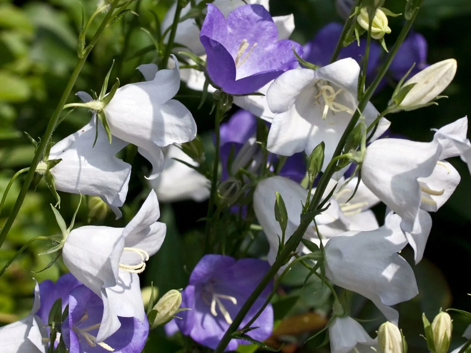 Колокольчик посадка в открытый грунт. Колокольчик персиколистный (Campanula persicifolia). Колокольчик персиколистный. Grandiflora Alba. Колокольчик персиколистный (Campanula persicifolia l.).