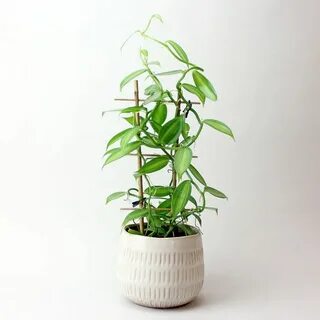 Vanilla plants