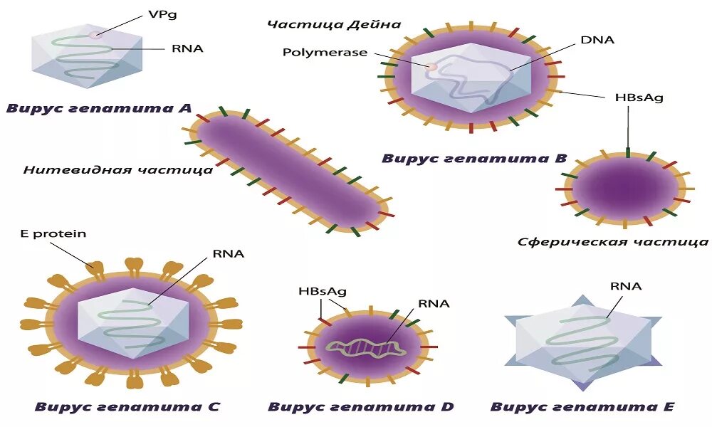 Вирусы энтеральных гепатитов. Схема строения вируса гепатита е. ДНК И РНК вирусы. Гепатит с профилактика и лечение. Сколько живет вирус гепатита