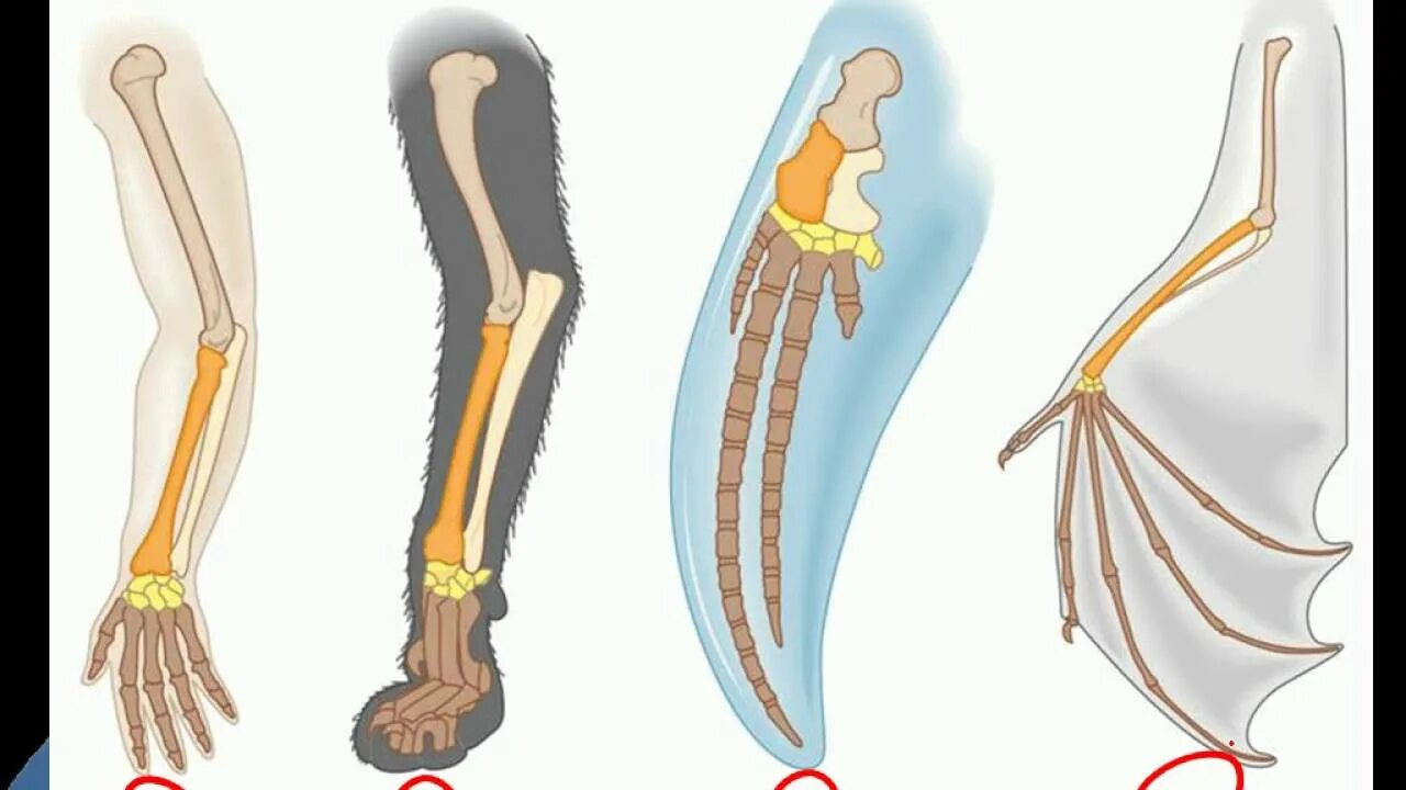 Гомологичные органы крыло птицы и ласты кита. Эволюция скелета конечностей у позвоночных. Гомология конечностей позвоночных. Дивергенция конечностей млекопитающих. Гомология скелета передних конечностей позвоночных.
