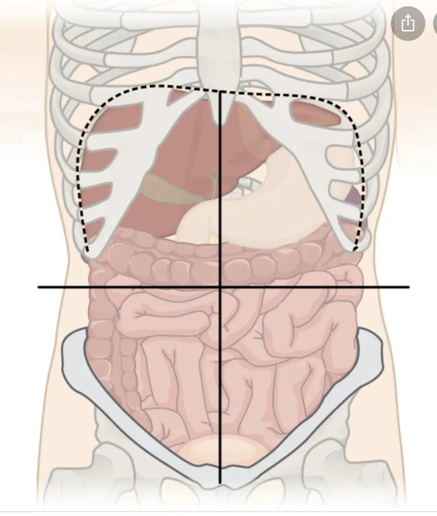 Квадранты живота анатомия. Разделение брюшной полости на области. Зоны живота анатомия. Квадранты брюшной полости.