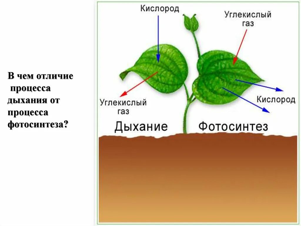 Каково значение процесса деления в жизни растения. Процессы жизни растений. Процессы жизнедеятельности растений. Дыхание растений. Роль воды в жизнедеятельности растений.