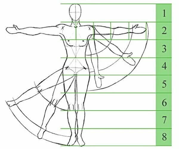 Длина рук составляет. Пропорции тела человека. Пропорции человека для рисования. Пропорции человека схема. Пропорции руки человека.