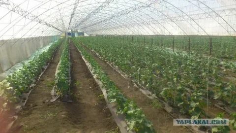 Урожайность теплицы огурцов