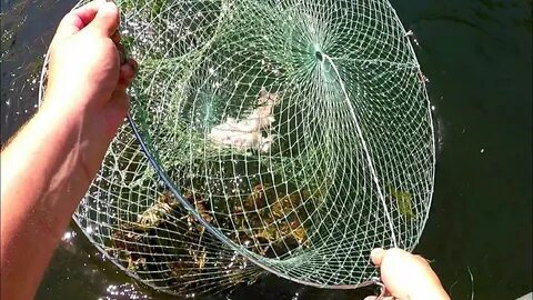 Лучшая приманка в раколовку