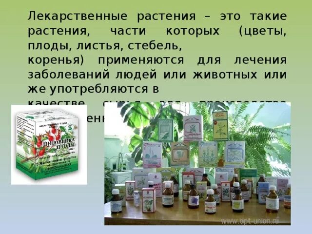 О лекарственных растениях 2 кл. Растения в домашней аптеке. Растения в домашней аптечке 2 класс. Лекарственные травы в домашней аптечке. Растения в домашней аптечке 2 класс.