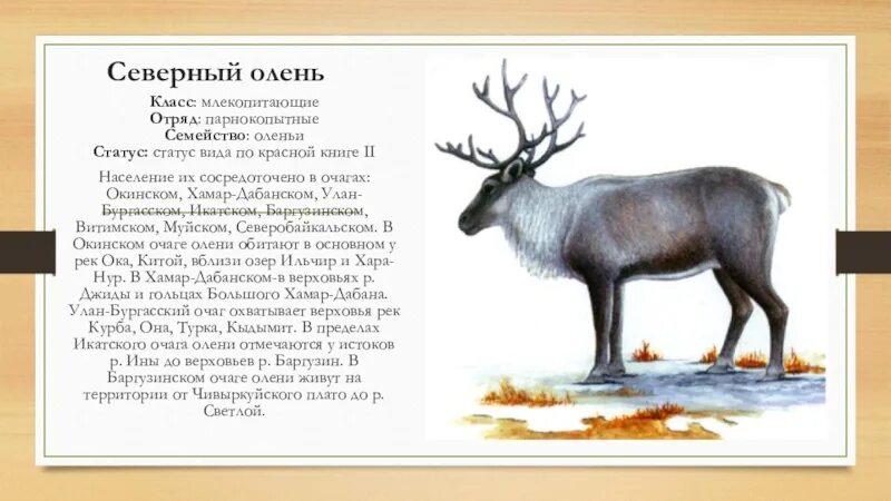 Северный олень внесен в красную книгу. Северный олень красная книга. северный олень занесен в красную книгу. северный олень красная книга архангельской области. северный олень млекопитающие.