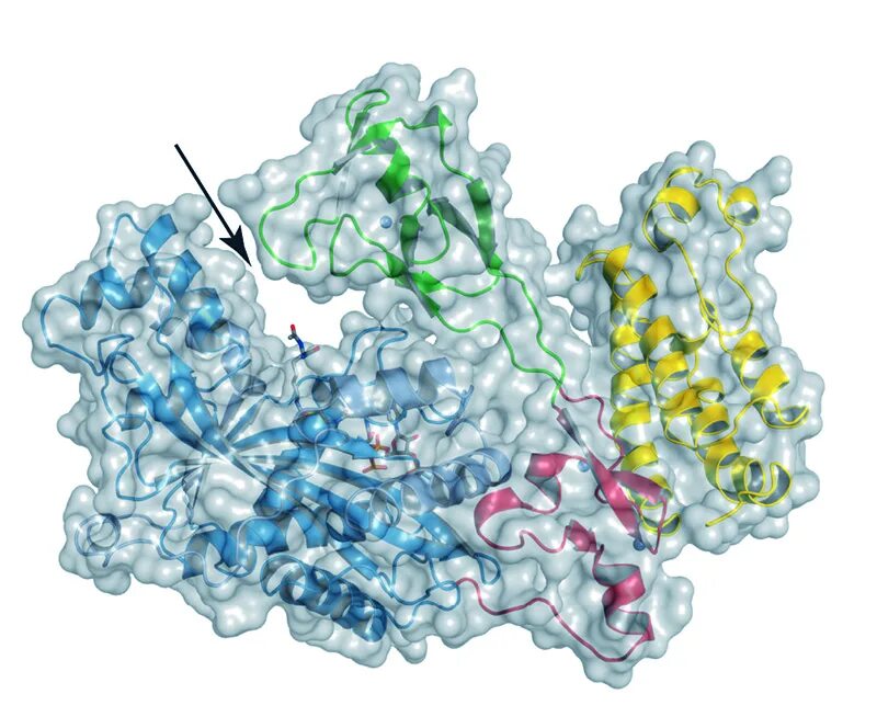 Состав d3. Protein 3d модель. Protein structure 3d. 3d структура. Протеин структура 3д.