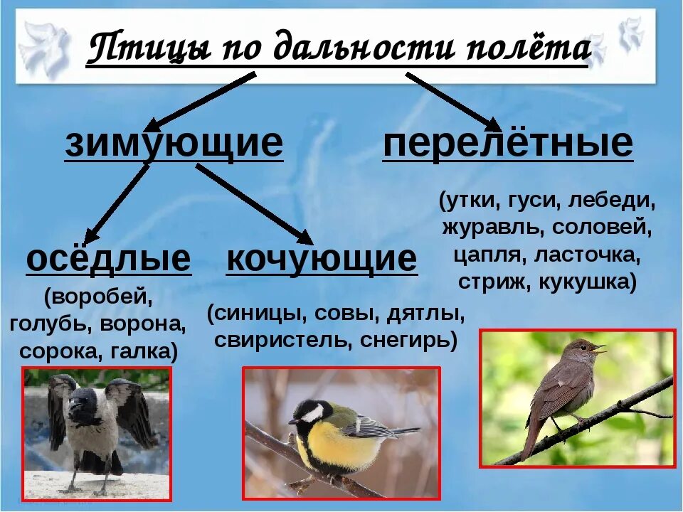 Жизнь мигрирующих и оседлых птиц. Перелетные зимующие и Кочующие птицы. Птицы зимующие- Кочующие и осёдлые, перелётные. Оседлые Кочующие и перелетные птицы. Классификация птиц перелетные Кочующие оседлые.