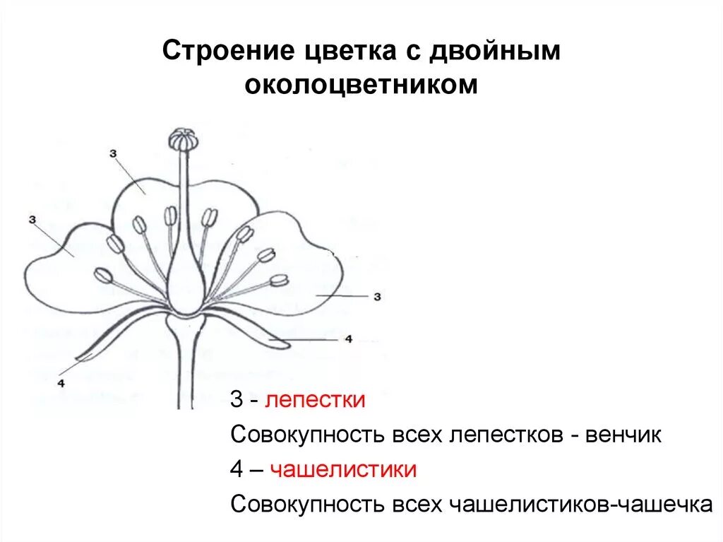 Строение цветка самостоятельная. Строение цветка околоцветник схема. Схема цветка с простым околоцветником. Строение цветка с простым околоцветником. Строение цветка околоцветник.