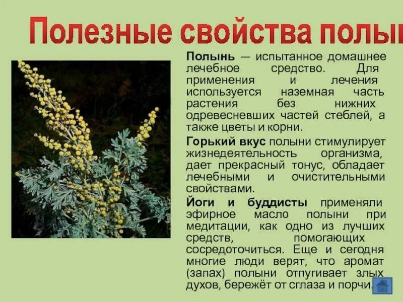 Польза и вред полыни горькой применение