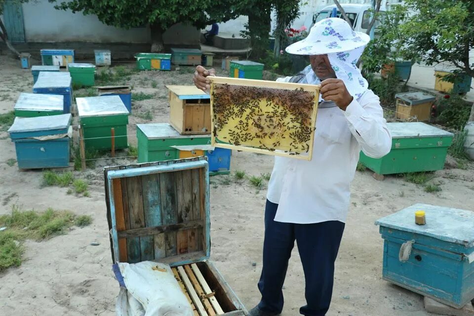 Савватий пчельник. Асаларичи. Улей для пчел. Асаларичи. Асаларичи.