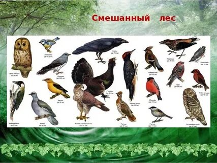 Какие птицы водятся в таежных лесах