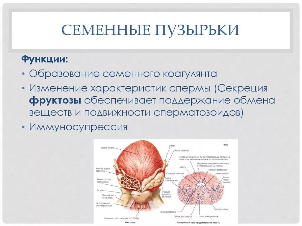 Простата у человека. Функции предстательной железы анатомия. Семенные пузырьки функции кратко. Семенные пузырьки строение и функции. Семенные пузырьки анатомия функция.