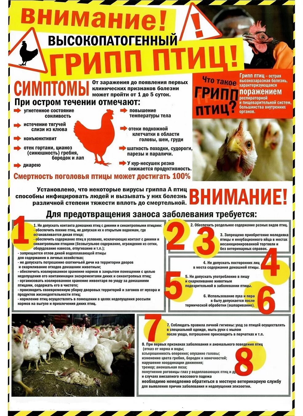 Памятка грипп птиц. Памятка птичий грипп для населения. Птичий грипп памятка. Памятка грипп птиц. Памятка грипп птиц.