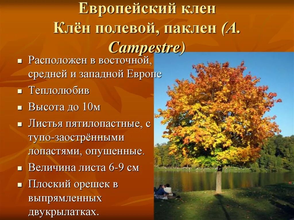 Клен остролистный растёт. Систематические группы клена. Систематические группы клена. Тополь дерево разновидности. Клен ясенелистный плоды.