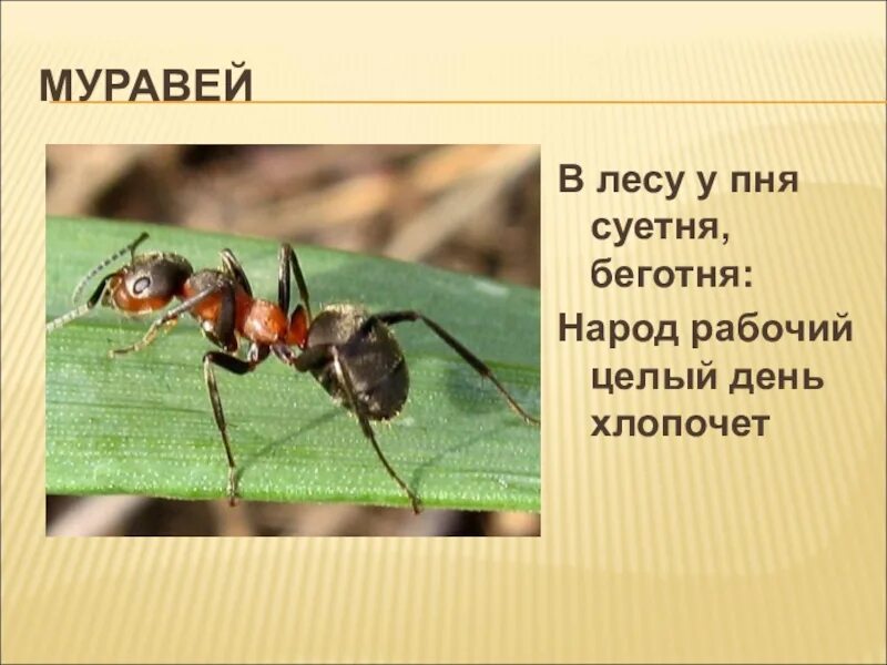 Предложение про муравья. В лесу у пня суетня беготня народ рабочий весь. рассказ про муравья для дошкольников. муравьи на пне.