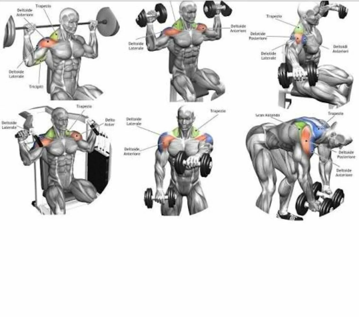Упражнения для дельтовидных мышц в тренажерном зале для мужчин. Упражнения для плечевых мышц для мужчин в тренажерном зале. Упражнения на плечи в спортзале для мужчин. Тренажер для плечевых мышц в тренажерном зале.