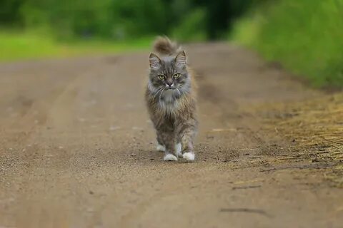 Временах котик